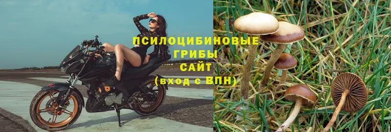 Псилоцибиновые грибы MAGIC MUSHROOMS  Верещагино 